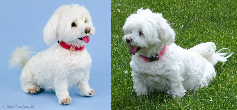 Daisy the Maltese next to needle-felted Daisy