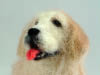 Golden Retriever, felted figurine