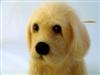 yellow Labrador, felted