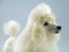 miniature poodle, felted