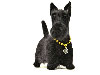 Needle felted figurine of Scottish Terrier