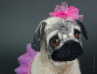 Olivia the little dancer, pug puppy handmade by needle felting