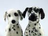 Dalmatians, needle felted