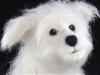 needle felted dog, Westie mix