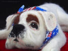 Admiral the Boxer, needle felted by Olga Timofeevski, close-up