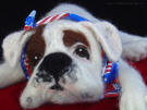 Needle felted Boxer, front view, close-up