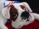 Needle felted Boxer figurine, facing front right, close-up