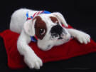 Boxer dog, needle felted figurine, facing front left