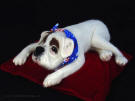 Boxer dog, needlefelted, facing front left