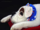 Needlefelt Boxer, facing left, close-up