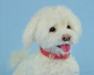 Maltese dog figurine handmade by needle felting