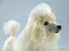 Mimi, miniature poodle, felted, close-up, facing right