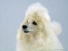 Felted Mimi the Poodle, up close, facing left