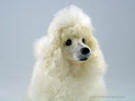 Miniature poodle, needle felted, close-up, facing front-right