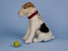 Needle felted figurine of Wire Fox Terrier with a tennis ball  Olga Timofeevski