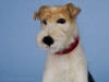 Handmade Wire Fox Terrier, needle felted sculpture