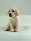 Felted sculpture of Golden Retriever puppy