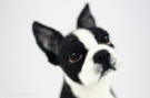 Boston terrier needle felted  Olga Timofeevski