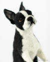 Bella the Boston terrier handmade sculpture  Olga Timofeevski