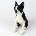 Boston terrier front view