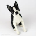 Sitting Boston terrier, needle felted sculpture