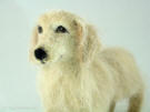 young Golden Retriever, facing left