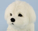 Nika the needle felted Maltese close-up, facing front-left