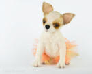 Felted figurine of Rosie the Chihuahua  Olga Timofeevski