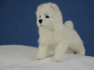 Needle felted figurine of Samoyed by Olga Timofeevski