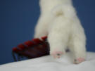 Composition of Samoyed, handmade of wool, with sleds 