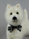 Freddie the West Highland White Terrier handmade of wool