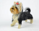 Bonita the Yorkshire Terrier facing front-left