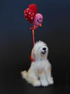 Bearded Collie with balloons, needle felted sculpture