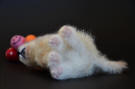 Bearded Collie on his side, needle felted   Olga Timofeevski