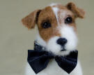 Needle felted likeness of Uggie  Olga Timofeevski