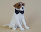 Uggie (as Jack in the movie "The Artist") needle felted figurine