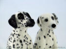 Needle felted Dalmatians, facing right, up close