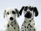 Felted Dalmatians, close-up, by Olga Timofeevski