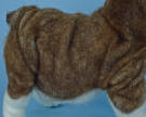 This needle felted English bulldog has many fine folds of the coat