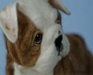 Handmade sculpture of English bulldog, wool,   Olga Timofeevski