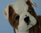 English bulldog puppy, close up of head,  Olga Timofeevski