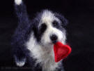 Prince the felted dog with a heart