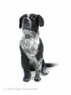figurine of Lab / pointer mix, frontal view