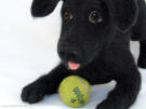 Needle felted black Labrador, front view, close-up