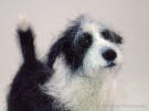 Prince the Bearded Collie mix, needle felted