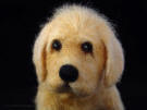 Honey the Yellow Lab, needle felted, front view, close-up
