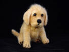 Yellow Labrador, needle felted, facing right