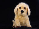 Honey the Yellow Lab, needle felted figurine