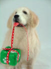 Golden Retriever with Christmas present, close-up