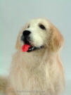 Golden Retriever, needle felted figurine